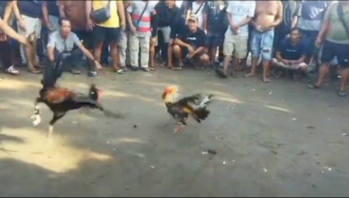 Kapolsek Sintang Kota Tanggapi Kelang Judi Sabung Ayam Di Merano Yang Semakin Merajalela