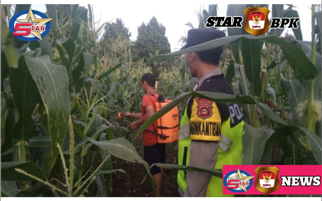 Bhabinkamtibmas Tinjau Kegiatan Perawatan Dan Pemupukan Kebun Jagung Ketahanan Pangan Polsek Pengandonan