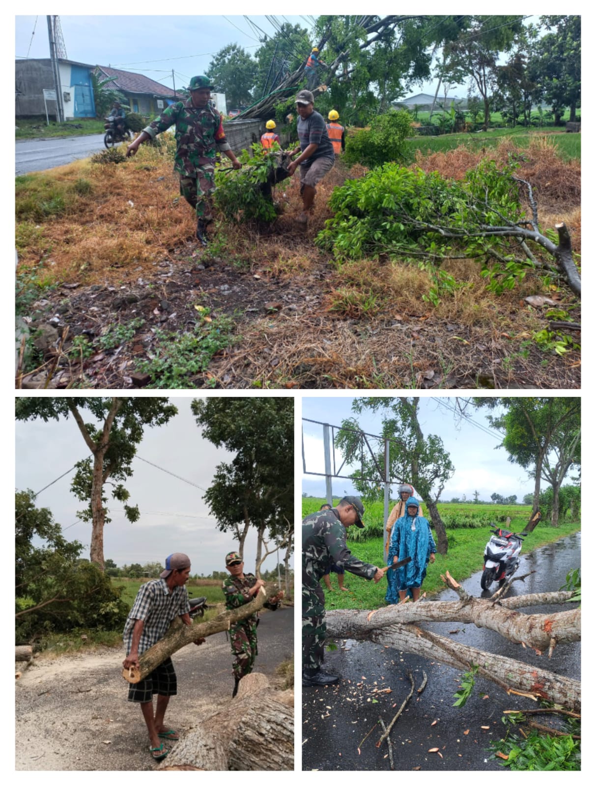 Babinsa Koramil 0825/17 Muncar Evakuasi Pohon Tumbang Depan Balaidesa Sumbersewu Akibat Diterjang Angin Kencang disertai Hujan