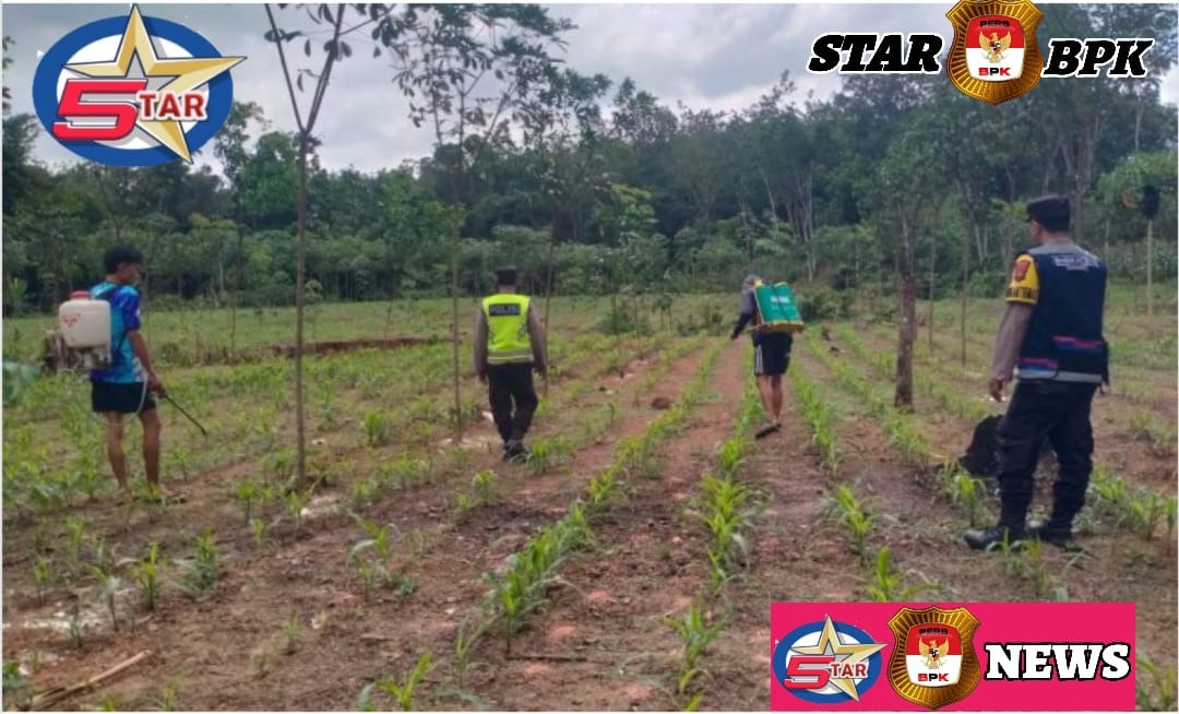 Pelaksanaan Kegiatan Perawatan Dan Pemeliharaan Lahan Jagung Binaan Polsek Sosoh Buay Rayap Polres Oku Dalam Rangka Ketahanan Pangan