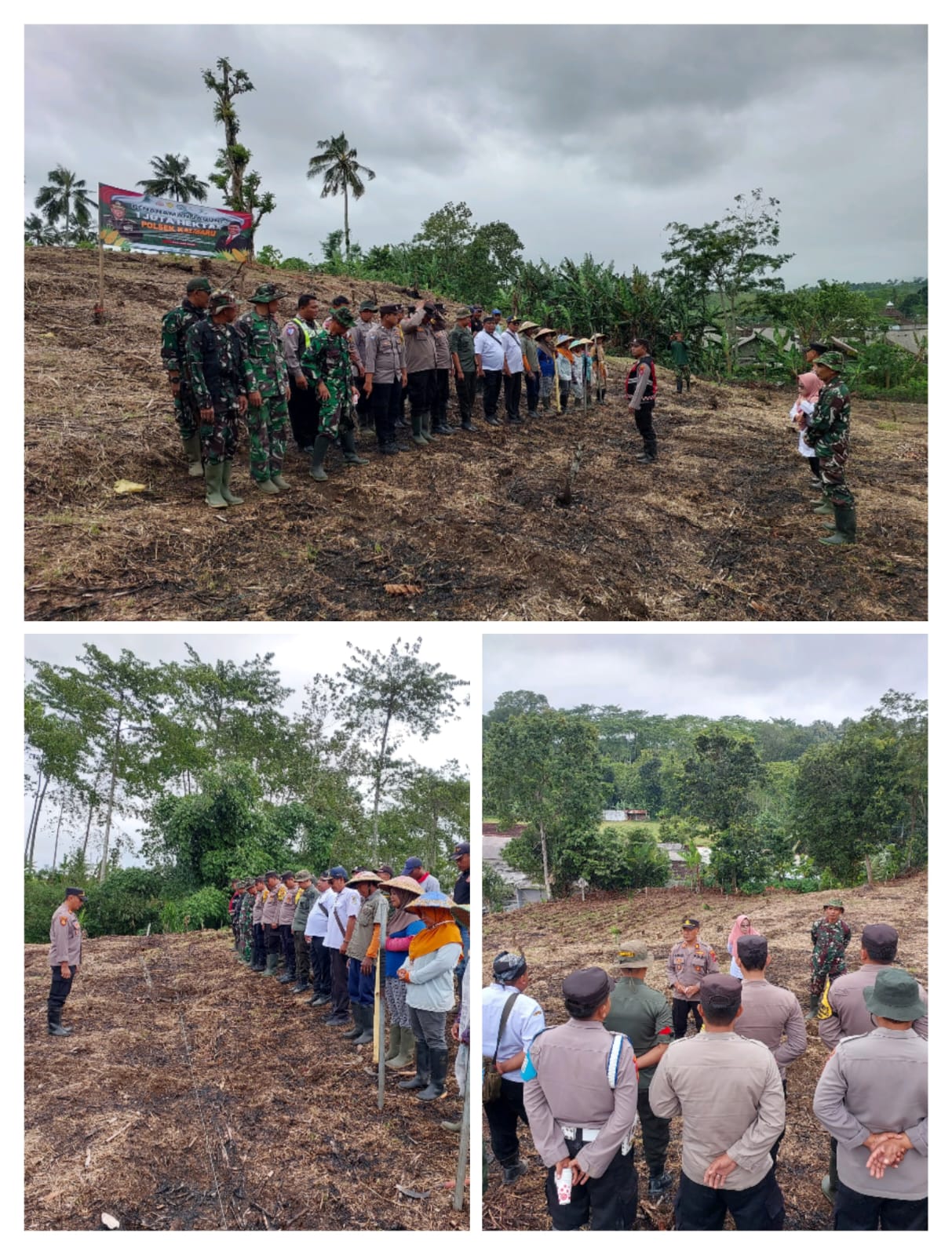 TNI-Polri Dan Masyarakat Kalibaru Gelar Tanam Jagung di Lahan 4 Hektar