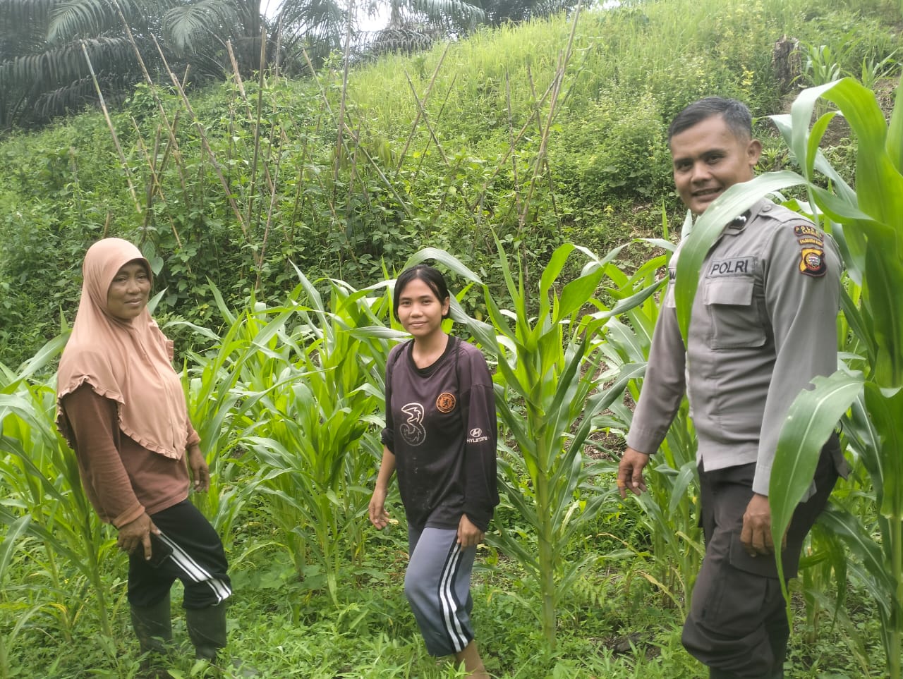 Bukti Sinergitas Bhabinkamtibmas Polsek Air Besar Sambangi Petani Jagung