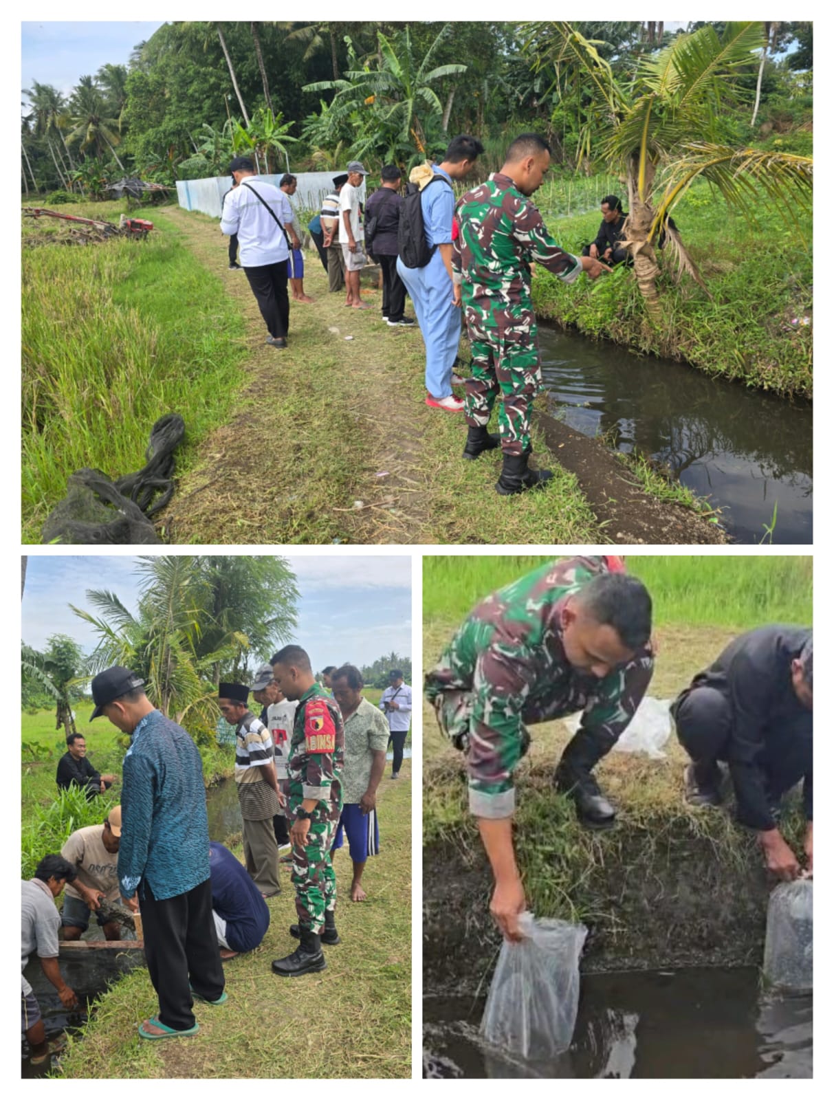 Babinsa Koramil 12 Rogojamp Tebar Benih Ikan Gurami untuk Lestarikan Lingkungan