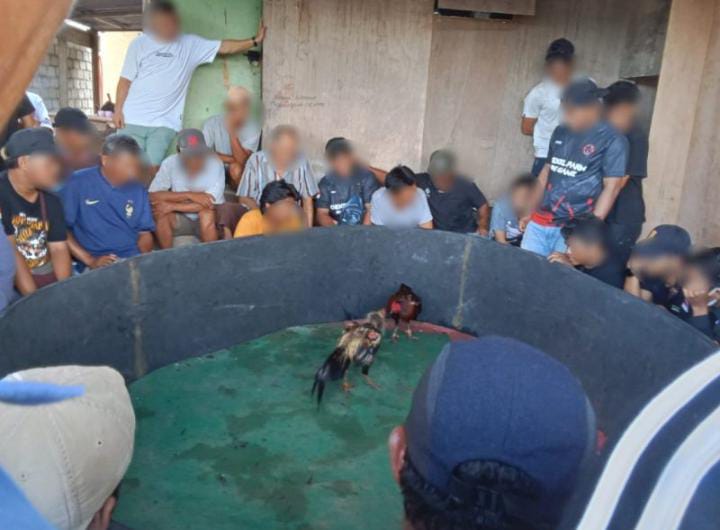 Maraknya Sabung Ayam di Halteng, Diduga Mendapat Dukungan dari Oknum Polisi”