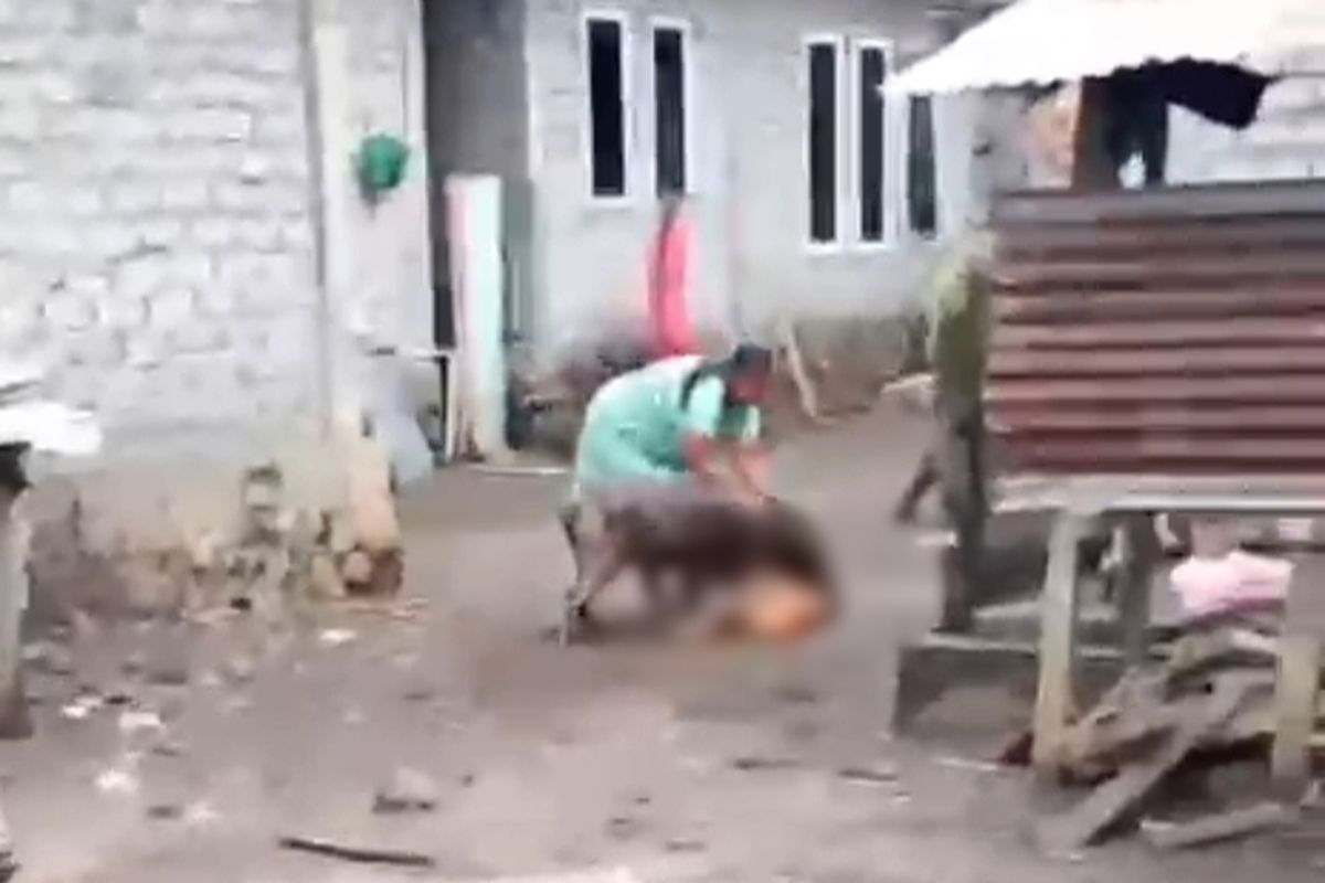 Tragis! Ibu dan Anak Diserang Babi Hutan di Permukiman Ternate