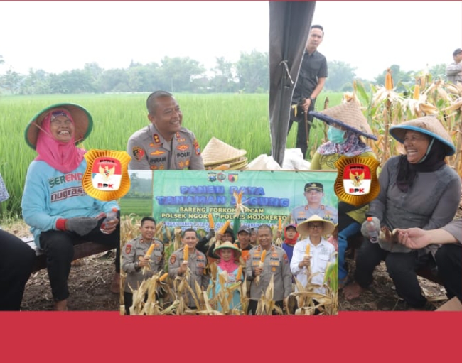 Usai Curhat ke Kapolres Mojokerto Petani Jagung Lega Hasil Panen Diserap Bulog Sesuai HPP