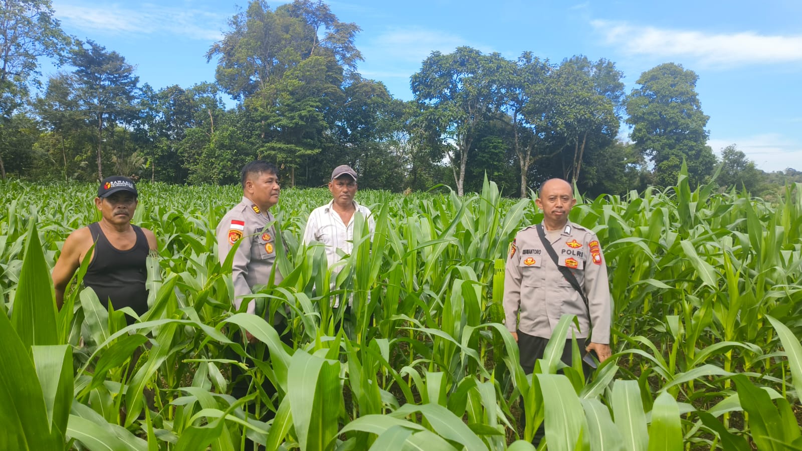 Pamatwil Laksanakan pengecekan Progres Penanaman Jagung milik  kelompok Tani Nyimpuk Tunang.