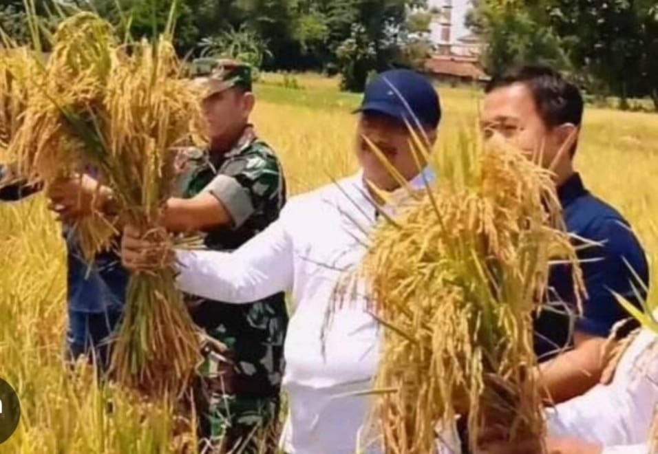 Dibalik Panen Raya, Petani Jombang Harus Tetap Waspada Terhadap Ancaman Tengkulak dan Cuaca Ekstrem.