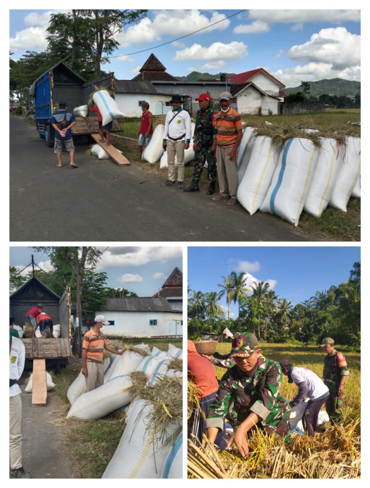 Sinergi TNI, Bulog, dan Petani Banyuwangi Sukses Serap Gabah Petani Di Desa Kebonrejo