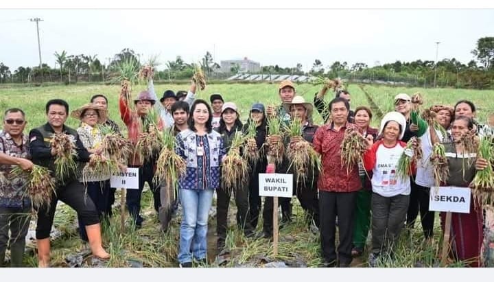 Dolok Sanggul: Wakil Bupati Humbahas Junita Rebeka Marbun Bersama Masyarakat Onan Ganjang Panen Bawang.