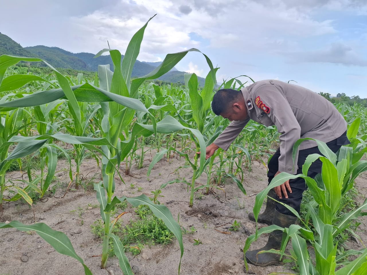 Cek Update Tumbuh Kembang Jagung Hibirida, Bhabinkamtibmas Desa Simpang Tiga Berharap Hasil Panen Melimpah