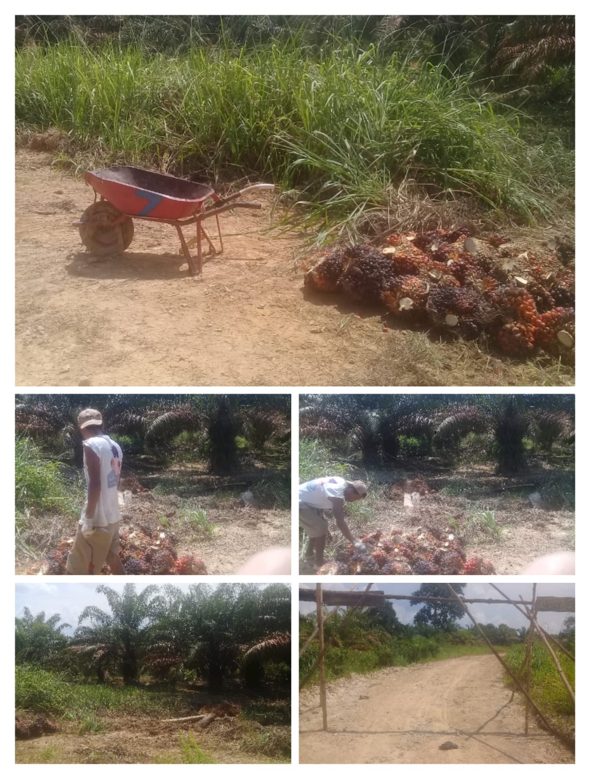 Di duga Ketua DPRD Muba membackup PT SPR atau PT ATM GROUP yang tidak punya HGU dan membuka lahan hutan lindung