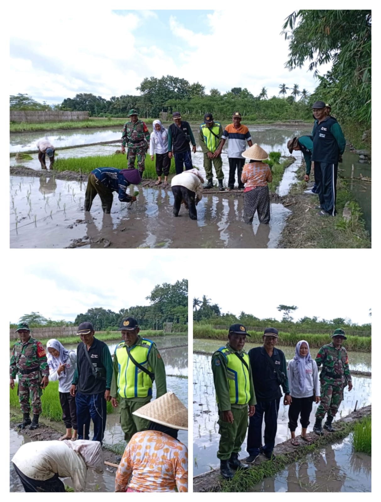 Babinsa Koramil 0825/09 Tegaldlimo, Bersinergi Dengan PPL dan Petani, Pacu Luas Tambah Tanam di Desa Kedunggebang