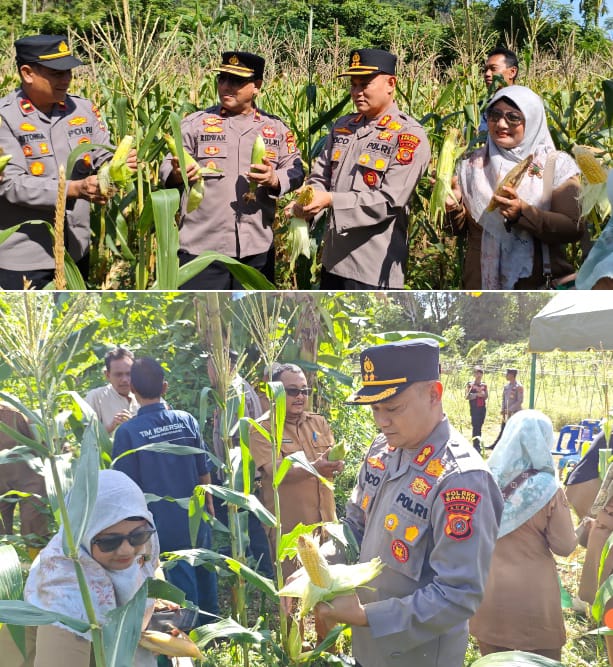Panen Perdana Jagung dalam Rangka Ketahanan Pangan