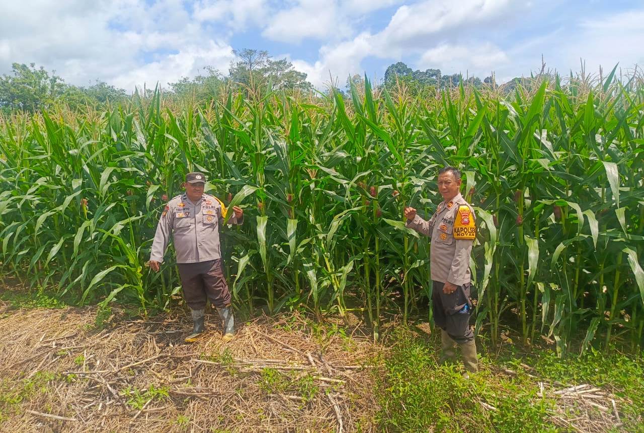 Dukung Ketahanan Pangan, Polsek Noyan Laksanakan Pengecekan Lahan Jagung Program Monokultur Polri