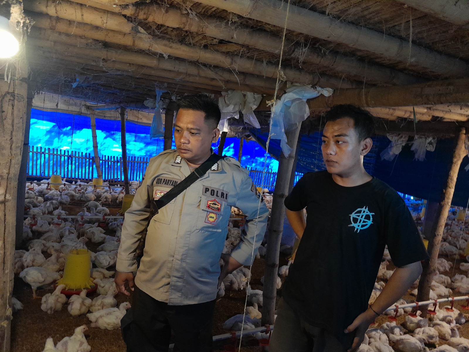 Strategi Menjaga Ketahanan Pangan di Banyuwangi Melalui Ternak Ayam Potong*