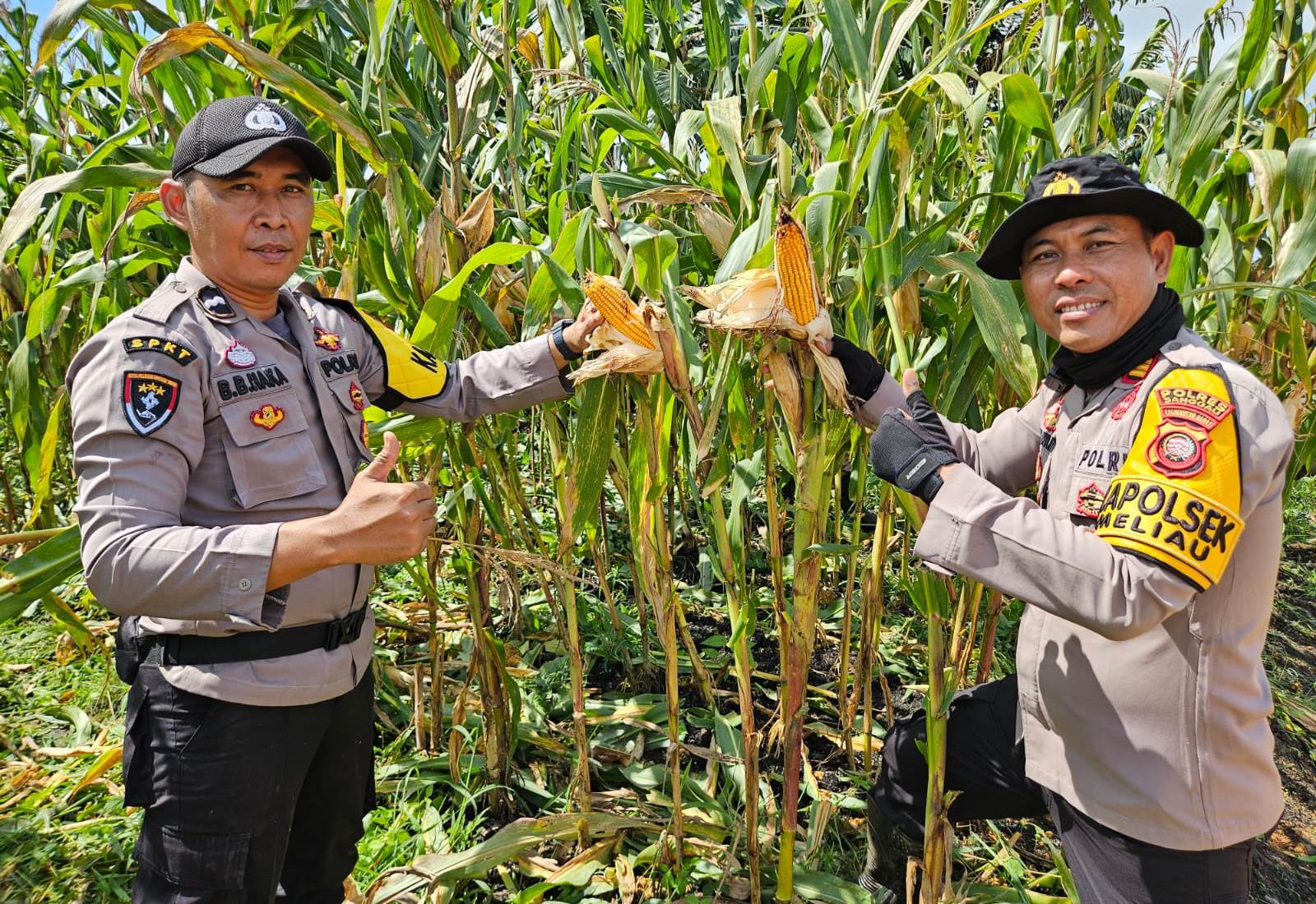 Kapolsek Meliau Tinjau Perawatan Tanaman Jagung Program Ketahanan Pangan di Desa Sungai Mayam