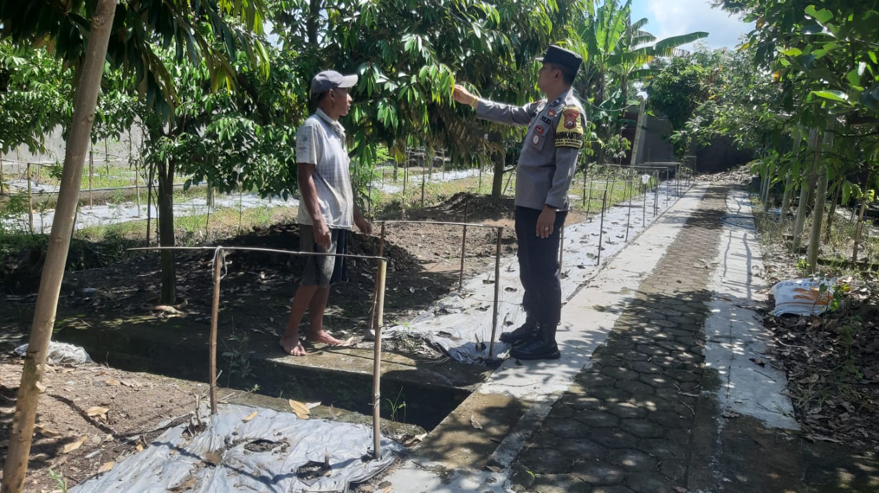 Bhabinkamtibmas Polsek Srono Kunjungi Warga Program Ketahanan Pangan