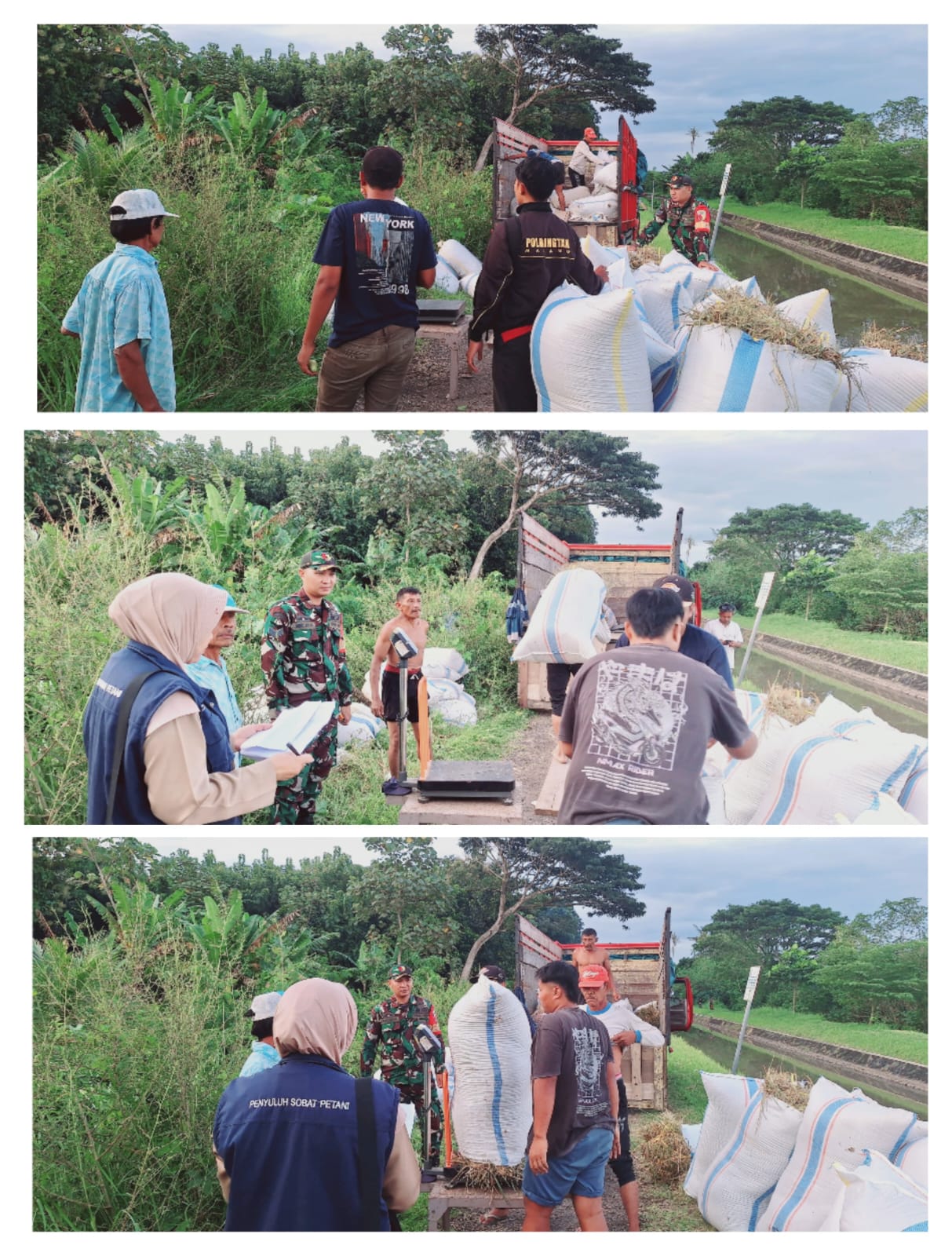 Optimalkan Serapan Gabah Petani, Babinsa Koramil 0825/07 Cluring Melaksanakan Pendampingan dan Pengawalan