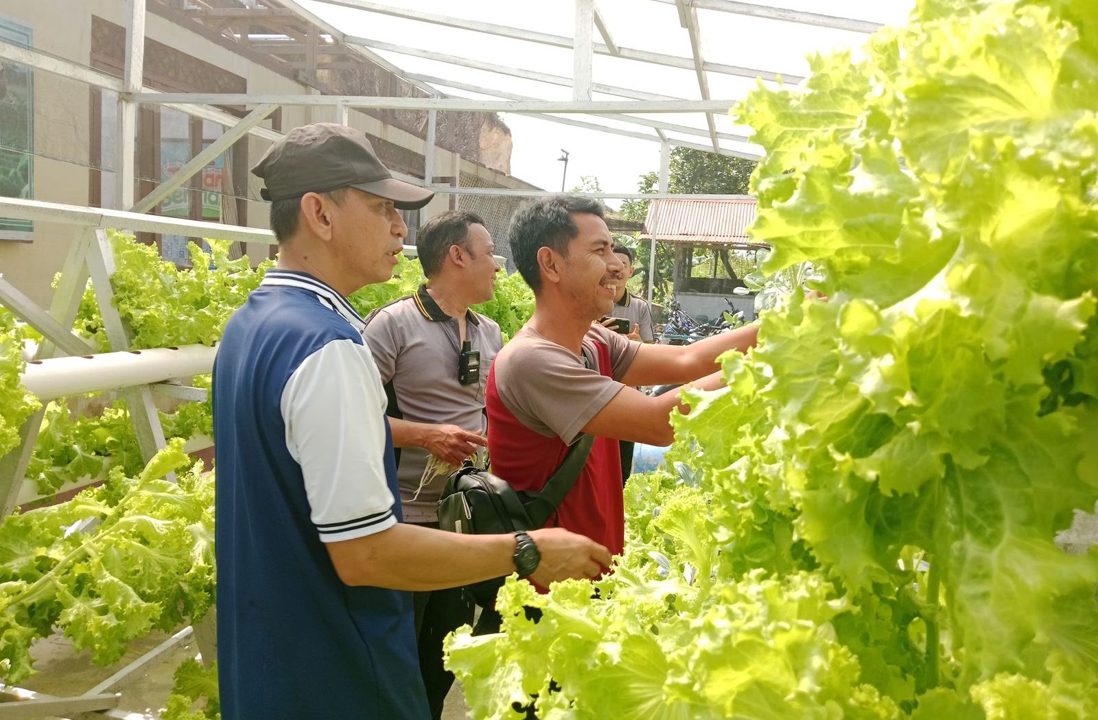 Kapolsek Sekayam Pimpin Panen Ketiga Kebun Hidroponik, Dukung Ketahanan Pangan Bergizi di Perbatasan