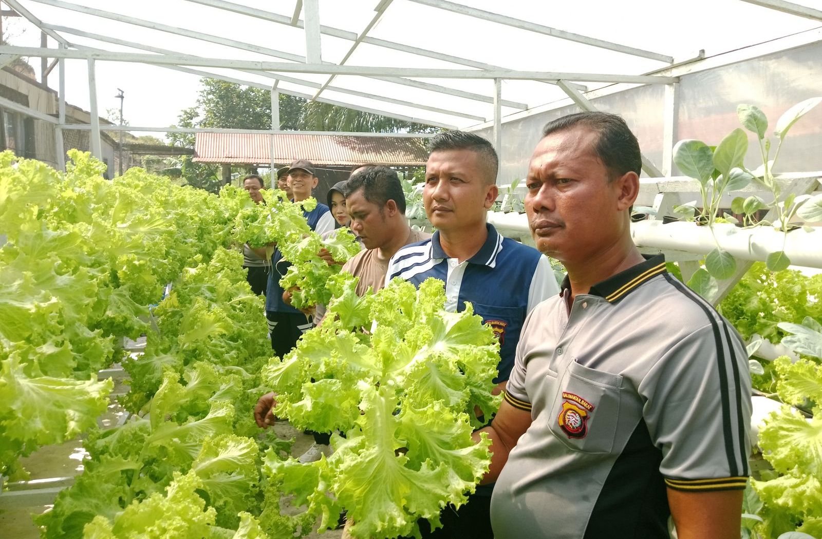 Kapolsek Sekayam Pimpin Panen Ketiga Kebun Hidroponik, Dukung Ketahanan Pangan Bergizi di Perbatasan