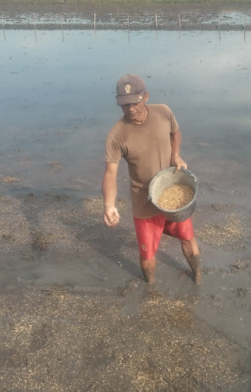 Petani Desa Sumbersari Kec.Megaluh Kab. Jombang Jawa Timur Bersiap Menanam Padi pada Musim Tanam Kedua*