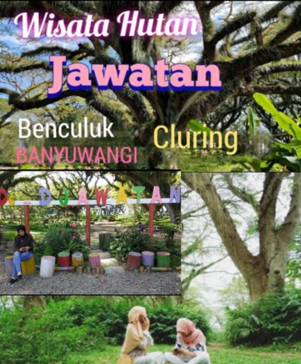 Harapan Baru untuk Wisata De Djawatan Benculuk: Ikon Alam Banyuwangi yang Kian Bersinar