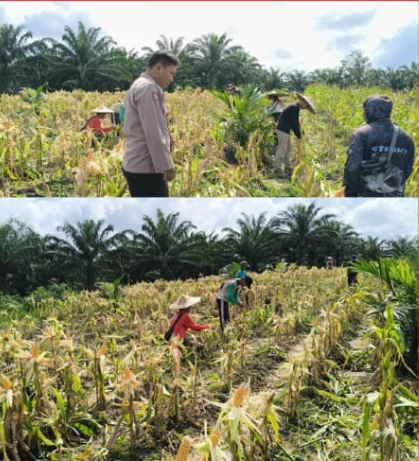 Gugus Tugas Polri Dorong Ketahanan Pangan: Program Lahan Tumpang Sari di Desa Palem Jaya Berjalan Sukses