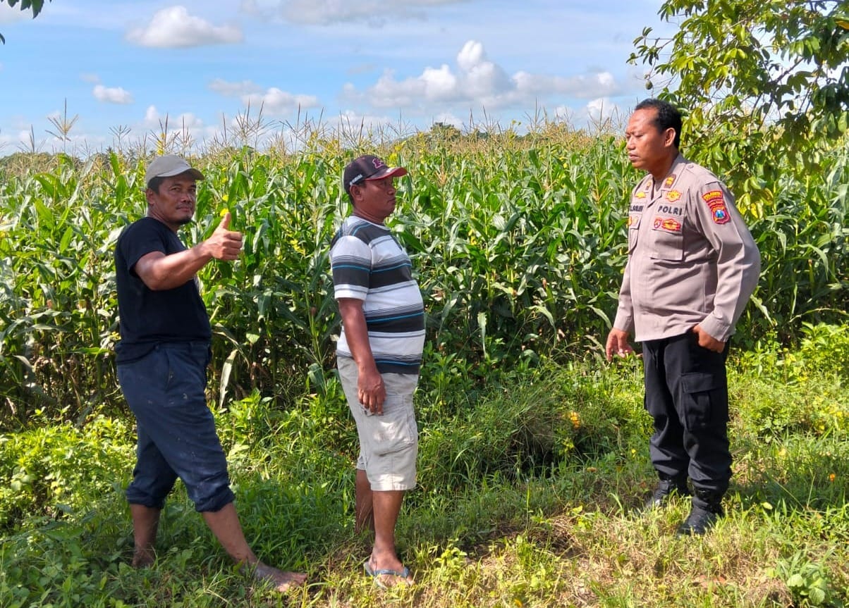 Dukung Program Ketahanan Pangan, Polresta Banyuwangi Dampingi Gerakkan petani Jagung