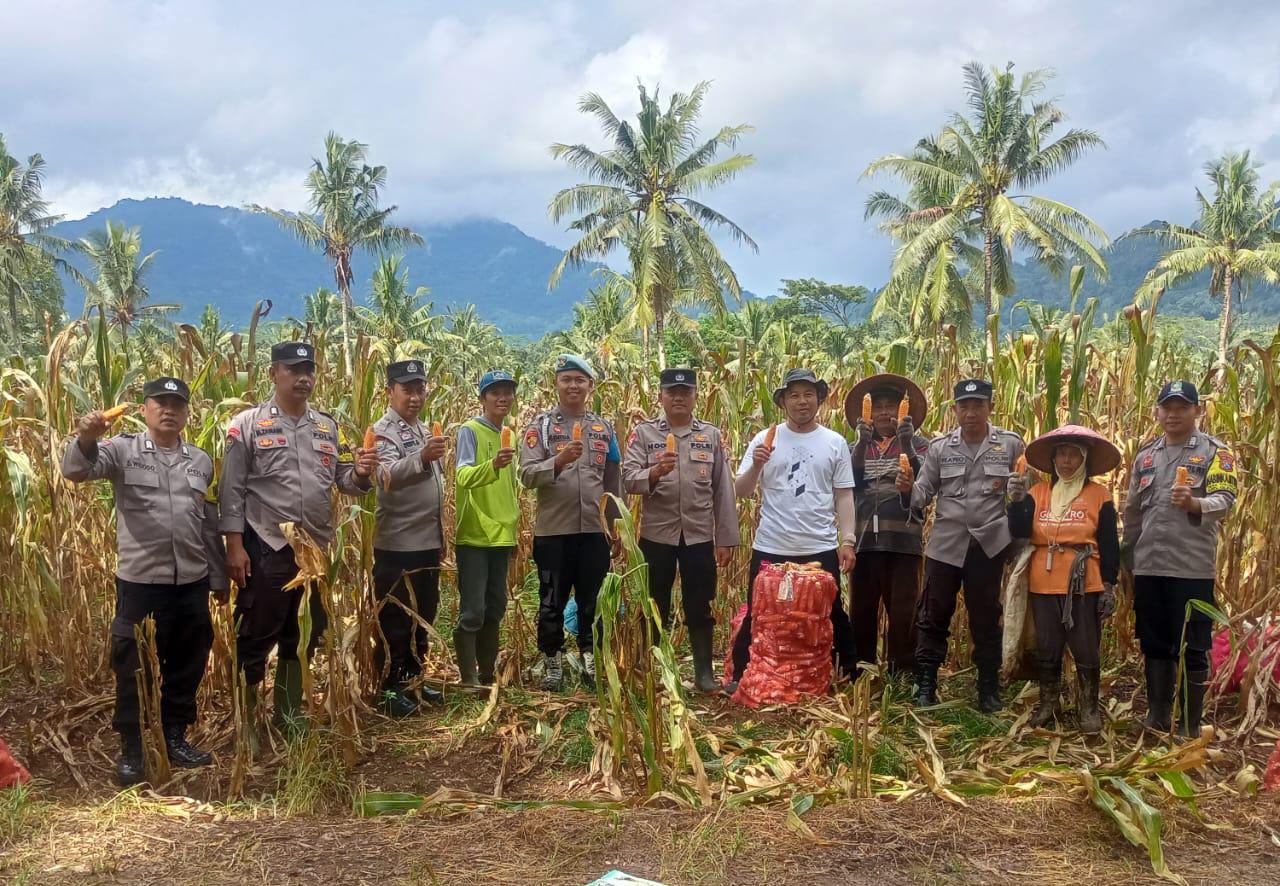 Polresta Banyuwangi Dorong Ketahanan Pangan, Bhabinkamtibmas Dampingi Panen Jagung di Glenmore*