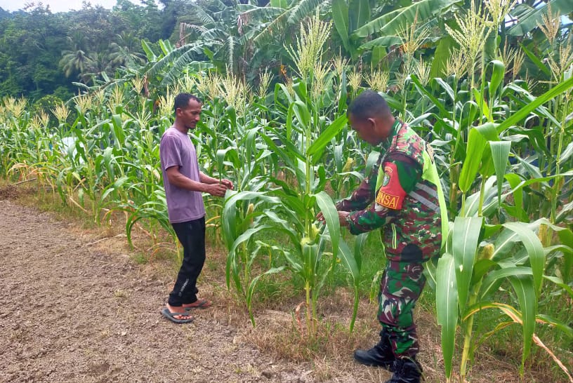 Wujud Nyata Dukung Swasembada Pangan, Babinsa Koramil 01/Sukajaya Beraikan Pendampingan Petani Jagung Di Gampong Paya
