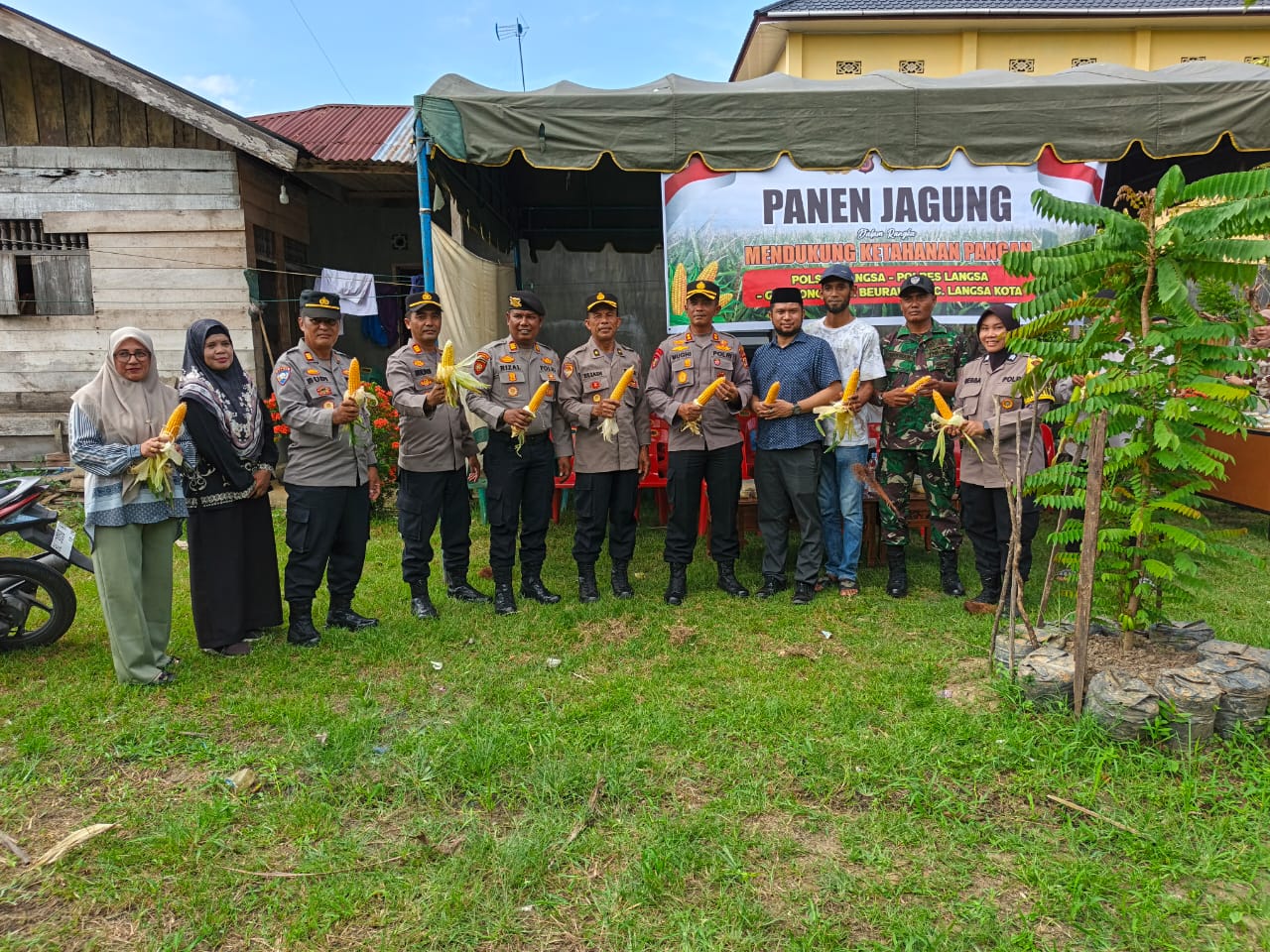 Program Ketahanan Pangan Gampong Alue Beurawe ,Dengan Menanam Jagung Kini Membuahkan Hasil
