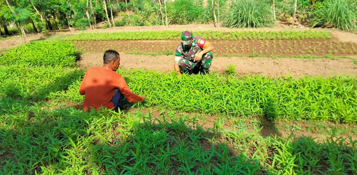Babinsa Koramil 02/Sukakarya Dampingi Petani Sayur Bersihkan Lahan Demi Cegah Hama dan Maksimalkan Hasil Panen
