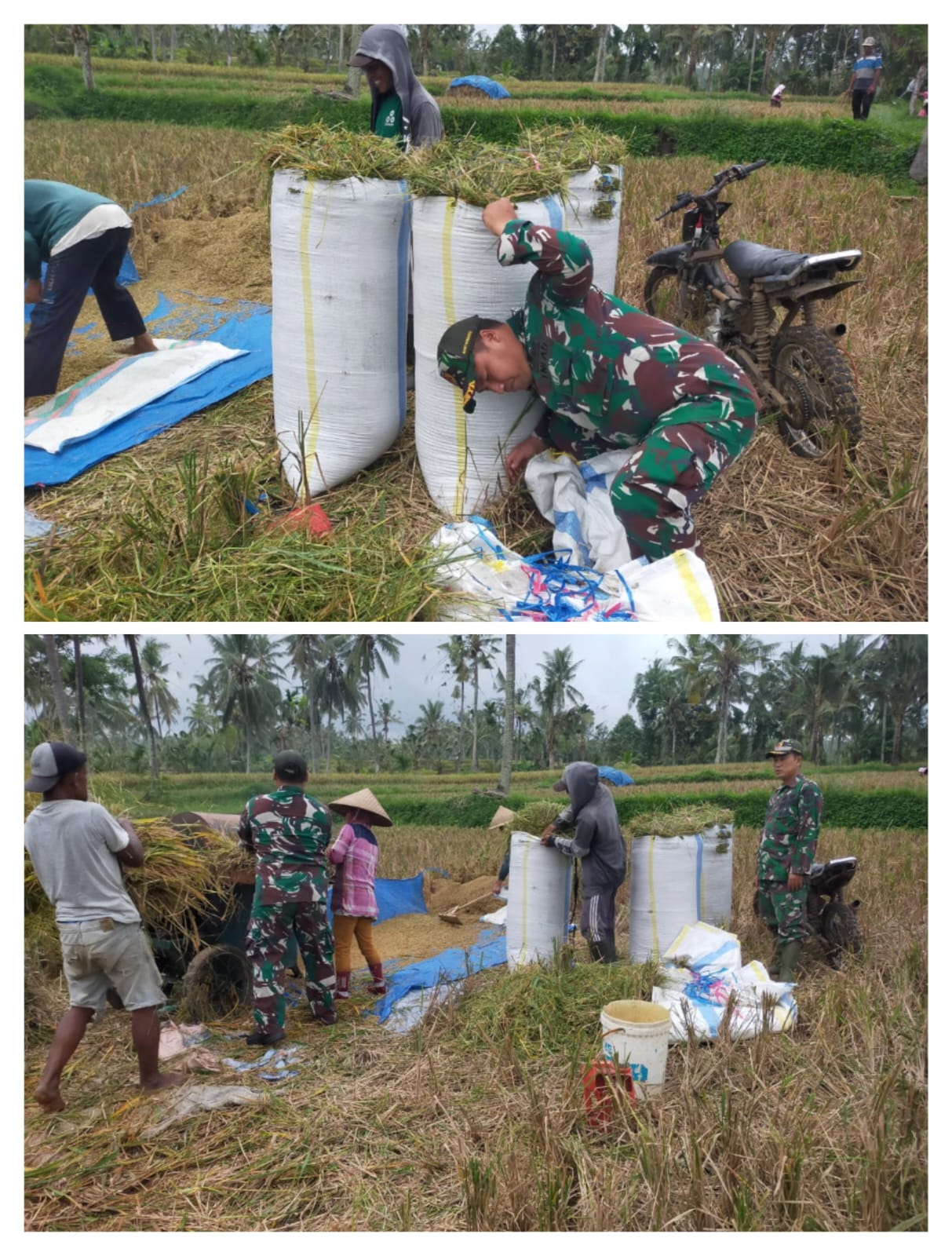 Implementasi Gotong Royong di Banyuwangi: Babinsa Dampingi Petani Wujudkan Kemandirian Pangan