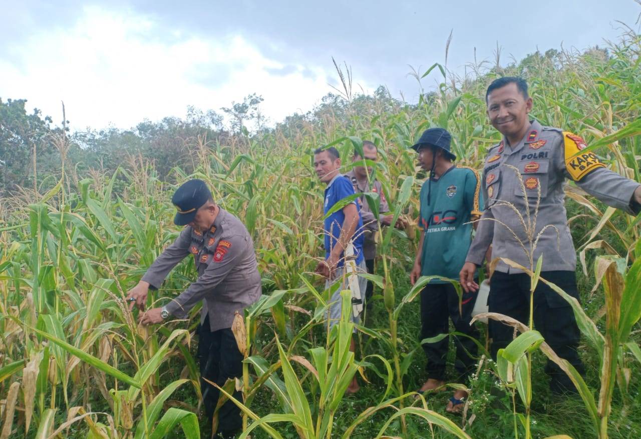 Polres Sanggau Tinjau Lahan Jagung di Batang Tarang: Komitmen Dukung Ketahanan Pangan Nasional