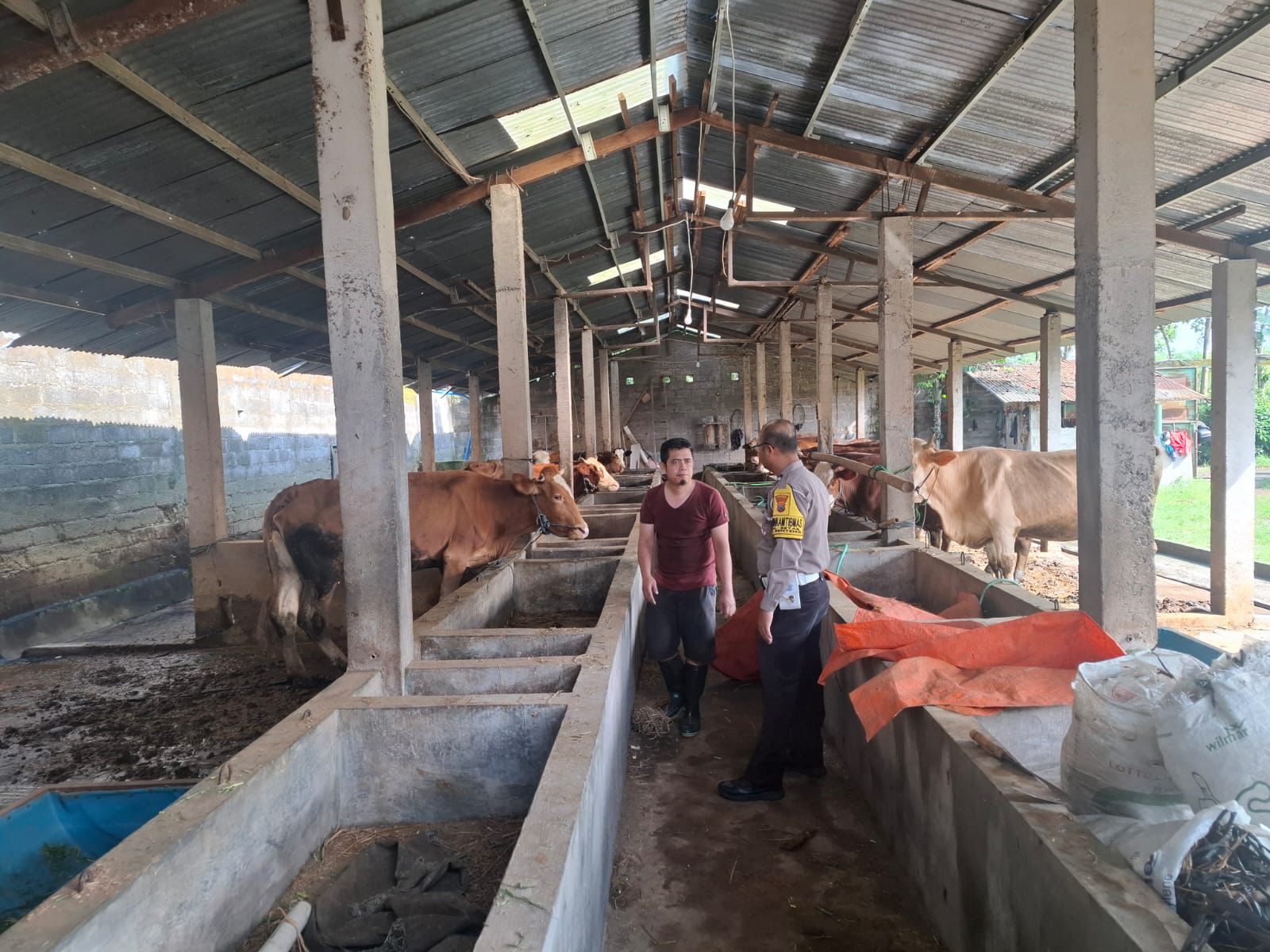 Polsek Genteng Kawal Program Pekarangan Bergizi: Bhabinkamtibmas Desa Setail Dorong Warga Manfaatkan Peternakan Sapi untuk Penuhi Gizi Keluarga