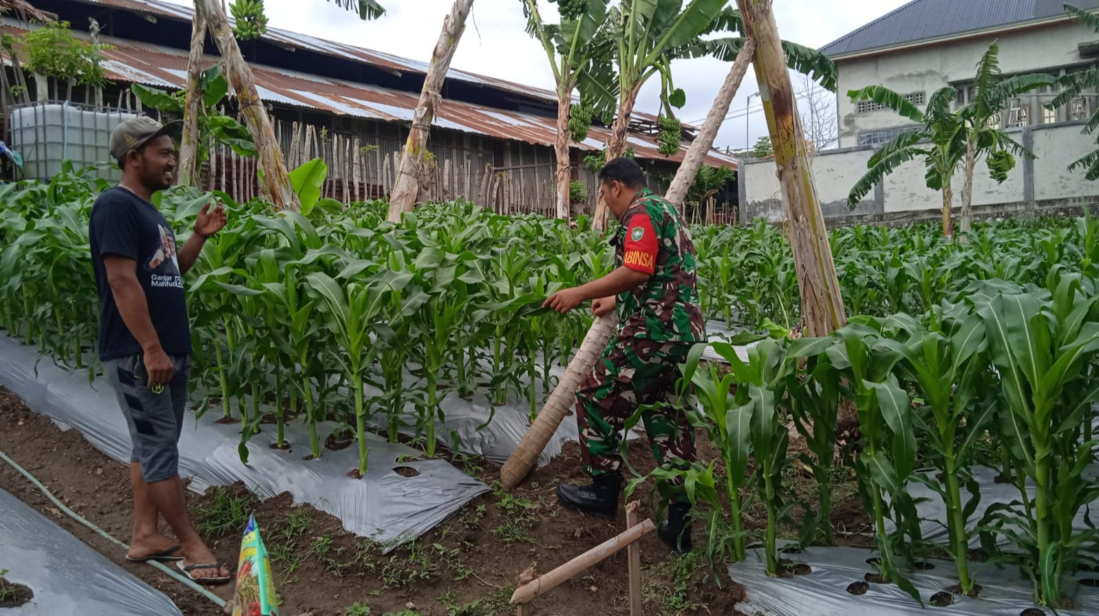Babinsa Koramil 01/Sukajaya Dampingi Petani Jagung di Gampong Ie Meulee