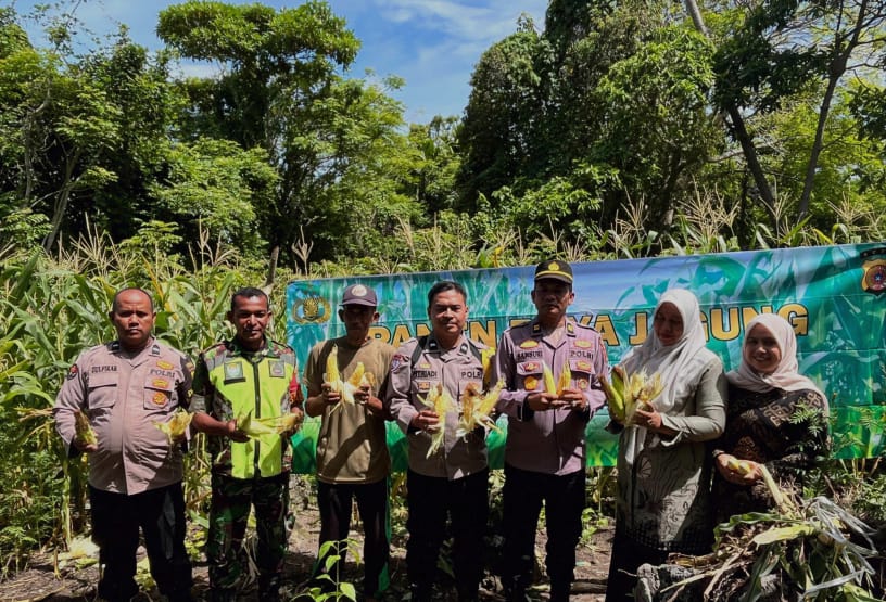 Babinsa Koramil 01/Sukajaya Laksanakan Kegiatan Panen Raya Jagung Manis di Gampong Paya
