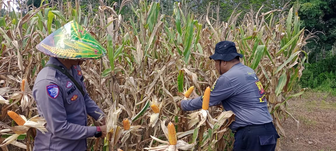 Bentuk dukungan dan motivasi kepada masyarakat, Pamatwil bersama Bintara penggerak Hadir Panen Jagung.