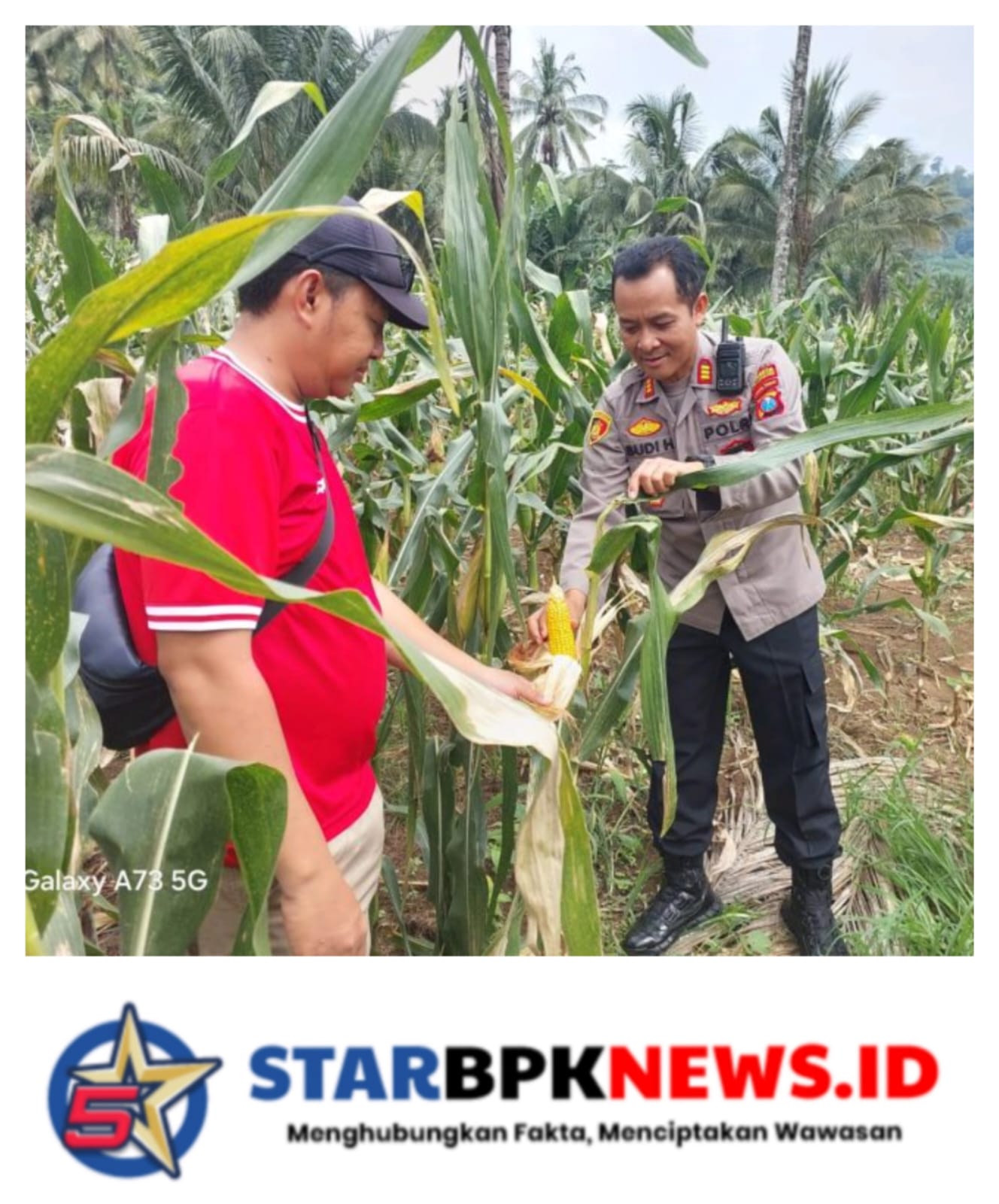 Anggota Polresta Tinjau lahan Jagung Siap Panen di Glenmore, Polresta Banyuwangi Dukung Ketahanan Pangan