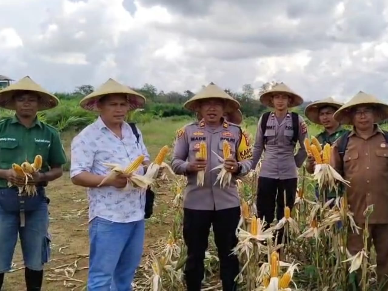 Kapolsek Tumbang Titi IPTU I Made Bersama Anggota Laksanakan Pemanenan Jagung Hibrida di Lahan PT. Lestari Abadi Perkasa  Ketapang, Selasa 27 Mei 2025 – Kapolsek Tumbang Titi, IPTU I Made, bersama sejumlah anggota Polsek melaksanakan kegiatan pemanenan jagung hibrida di lahan milik PT. Lestari Abadi Perkasa (LAP) yang berlokasi di Desa Pembihingan, Kecamatan Pemahan, Kabupaten Ketapang.  Kegiatan pemanenan ini dilakukan di atas lahan seluas 5 hektar dan merupakan bagian dari dukungan pihak kepolisian terhadap sektor pertanian dan ketahanan pangan di wilayah setempat. Jagung yang dipanen merupakan varietas hibrida yang dikembangkan oleh perusahaan untuk meningkatkan produktivitas pertanian lokal.  Setelah proses pemanenan selesai, jagung akan melalui tahapan pascapanen yang meliputi pengupasan, pemipilan, serta penjemuran. Tahapan ini bertujuan untuk memastikan kualitas hasil panen tetap terjaga sebelum memasuki tahap distribusi atau penyimpanan.  Dalam kesempatan tersebut, IPTU I Made menyampaikan bahwa keterlibatan Polsek Tumbang Titi dalam kegiatan ini merupakan wujud dukungan terhadap program ketahanan pangan serta bentuk kemitraan yang positif antara aparat keamanan dan pelaku usaha di wilayah hukum Polsek Tumbang Titi.  “Kami hadir bukan hanya sebagai penjaga keamanan, tetapi juga sebagai mitra aktif dalam mendukung kegiatan-kegiatan yang membawa dampak positif bagi masyarakat, khususnya di sektor pertanian,” ujar IPTU I Made.  Pihak PT. Lestari Abadi Perkasa menyampaikan apresiasi atas partisipasi dan dukungan dari jajaran Polsek Tumbang Titi, serta berharap kerja sama ini dapat terus ditingkatkan guna mendorong pembangunan pertanian yang berkelanjutan.