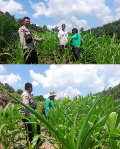 Sinergi Polri dan Petani: Progres Tanam Jagung Program Tumpang Sari di Dusun Mak Kawing Capai Hasil Memuaskan