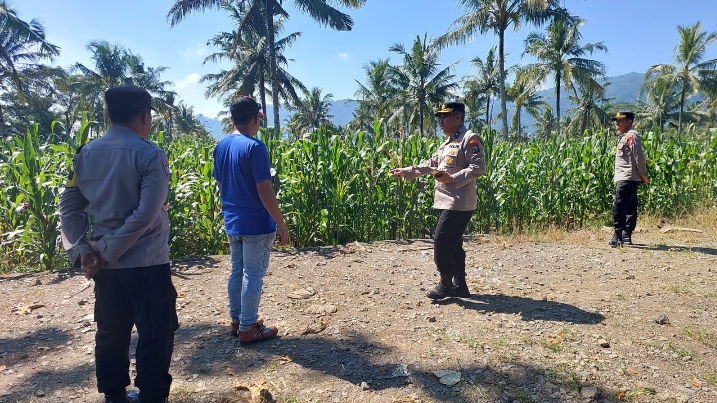 Polresta Banyuwangi Tinjau pertumbuhan tanaman Jagung di Glenmore