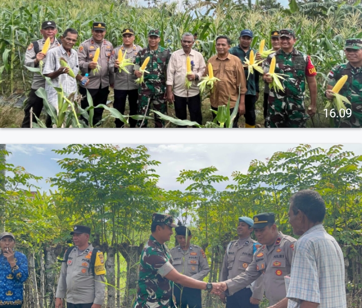 Dandim 0112/Sabang Hadiri Kegiatan Panen Raya Jagung di Jurong Sirui, Gampong Batee Shoek