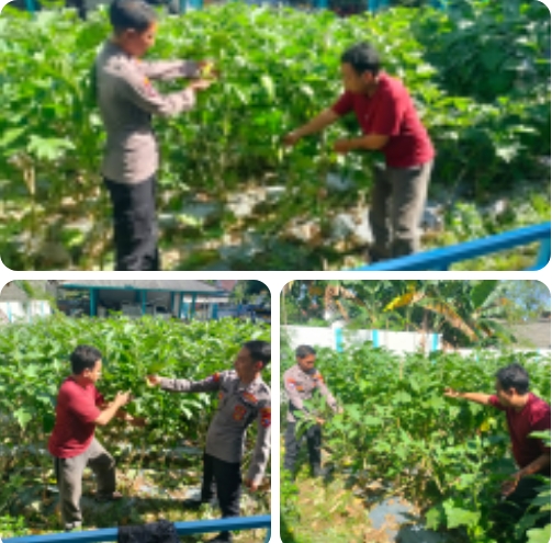 Polisi di Banyuwangi Dukung Ketahanan Pangan, Aktif Dampingi Warga Manfaatkan Pekarangan*