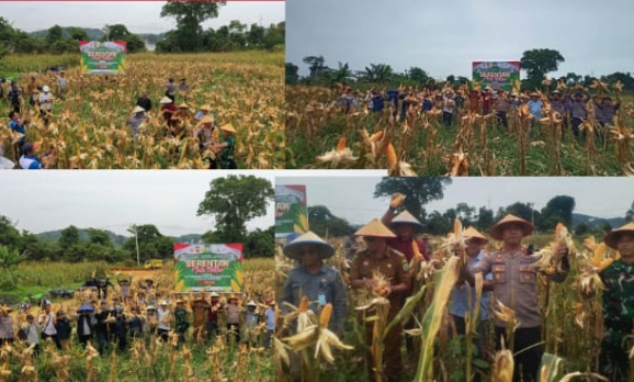 Panen Jagung Program 2: Kolaborasi Polsek Meliau dan PT. BHD Wujudkan Ketahanan Pangan Lokal