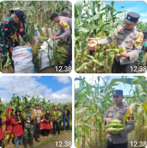 Panen Raya Ke-8, Kelompok Tani Karya Wanita Desa Bungkang Petik Hasil Manis Dari Jagung