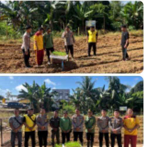 Polsek Kahut, Pemampatan Lahan kosong Penanaman Jagung Sebagai Percontohan, Untuk Masarakat, Bersama Balai Penyuluhan Pertanian Kecematan Kahut.Kabupaten Gunung Mas,