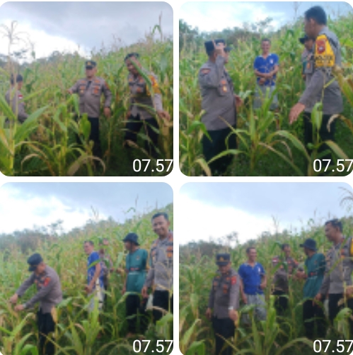 Polres Sanggau Tinjau Lahan Jagung di Batang Tarang: Komitmen Dukung Ketahanan Pangan Nasional