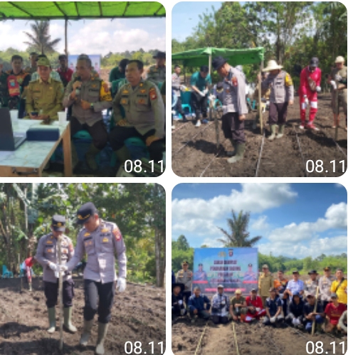 Kapolsek Entikong Pimpin Penanaman Serentak Jagung Hibrida, Dukung Ketahanan Pangan Nasional